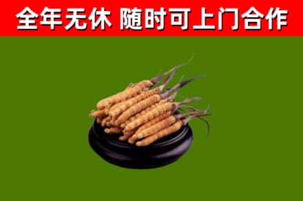 太湖县烟酒回收冬虫夏草.jpg
